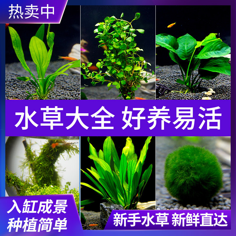 水草活体鱼缸装饰植物莫斯沉木水榕水族箱造景套餐懒人真水草淡水