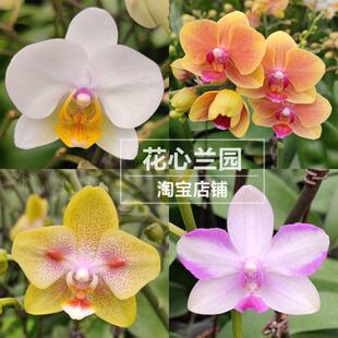小花型 蝴蝶兰 冰心 拉菲 嫦娥 金星 勃艮第  绿熊 残雪 室内盆栽