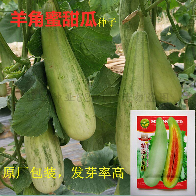 香瓜甜瓜种子高产四季甜瓜种子