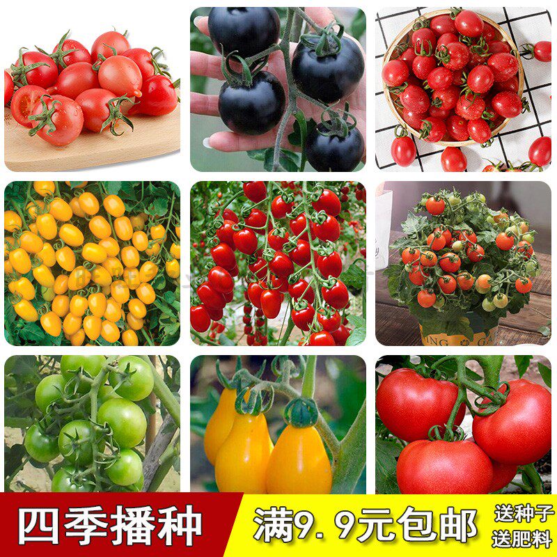 西红柿樱桃番茄盆栽圣女果盆栽