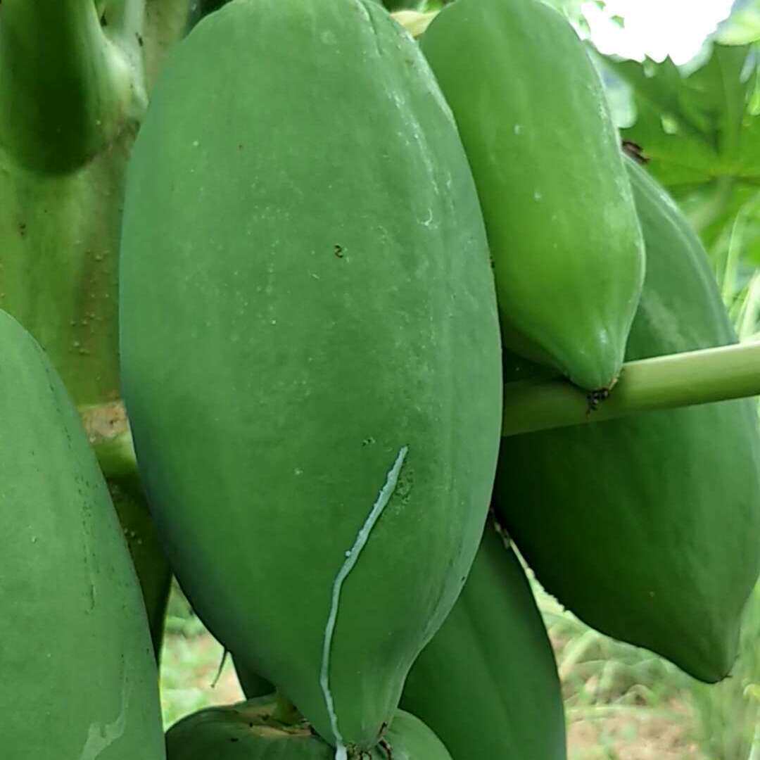 大青木瓜种子水果红肉木瓜种子早熟台湾红妃牛奶大青木瓜种籽