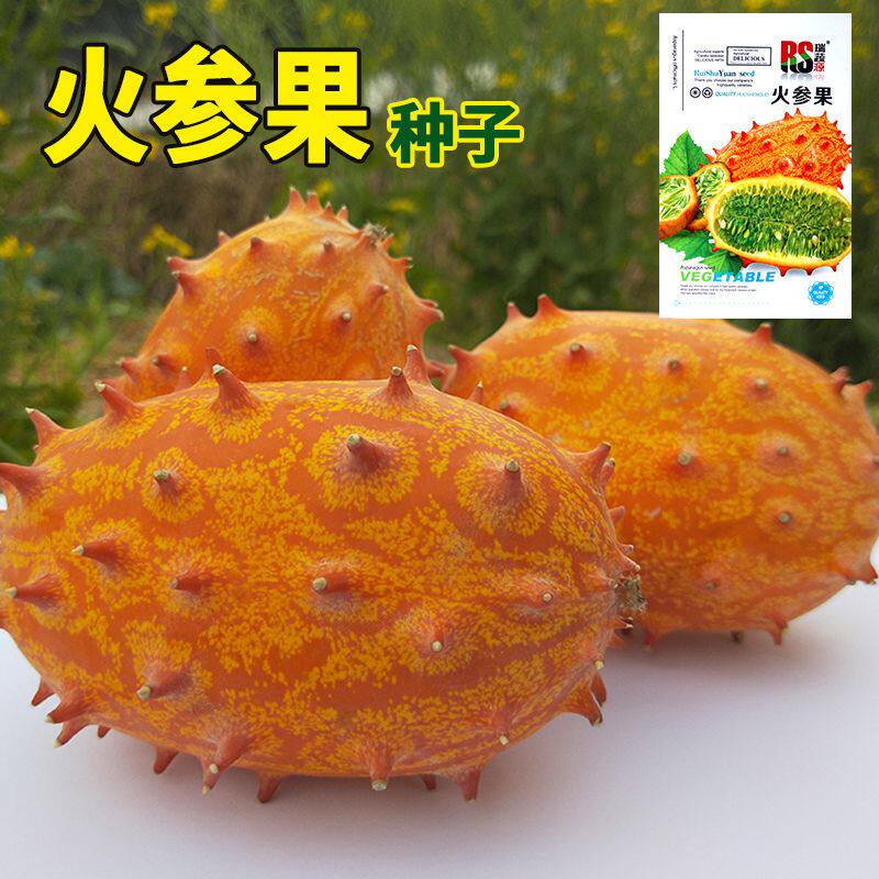 非洲火参果种子肉质细腻多汁