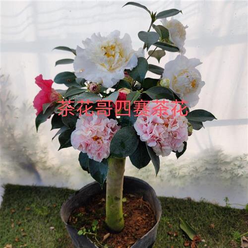 品种白牡丹多少钱 品种白牡丹优惠券免费领取 有条鱼