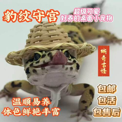 豹纹守宫网红小蜥蜴桌面小宠物可爱温顺爬宠易活无毒时尚另类异宠