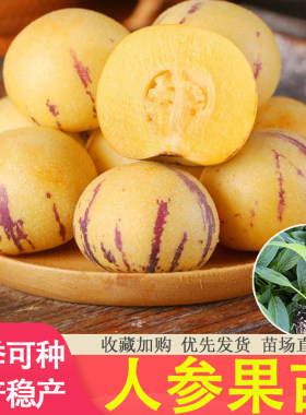 人参果苗种子黄心果果苗