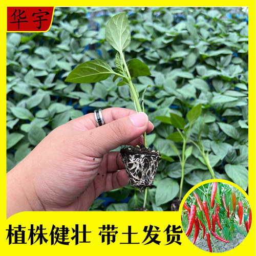 寿光辣妹子辣椒秧苗超辣特香青红辣椒带土优质穴盘苗四季种植盆栽