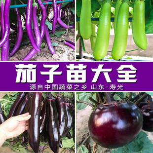 茄子蔬菜苗大全大龙长茄杭茄圆茄绿茄山东寿光苗场直发蔬菜种苗