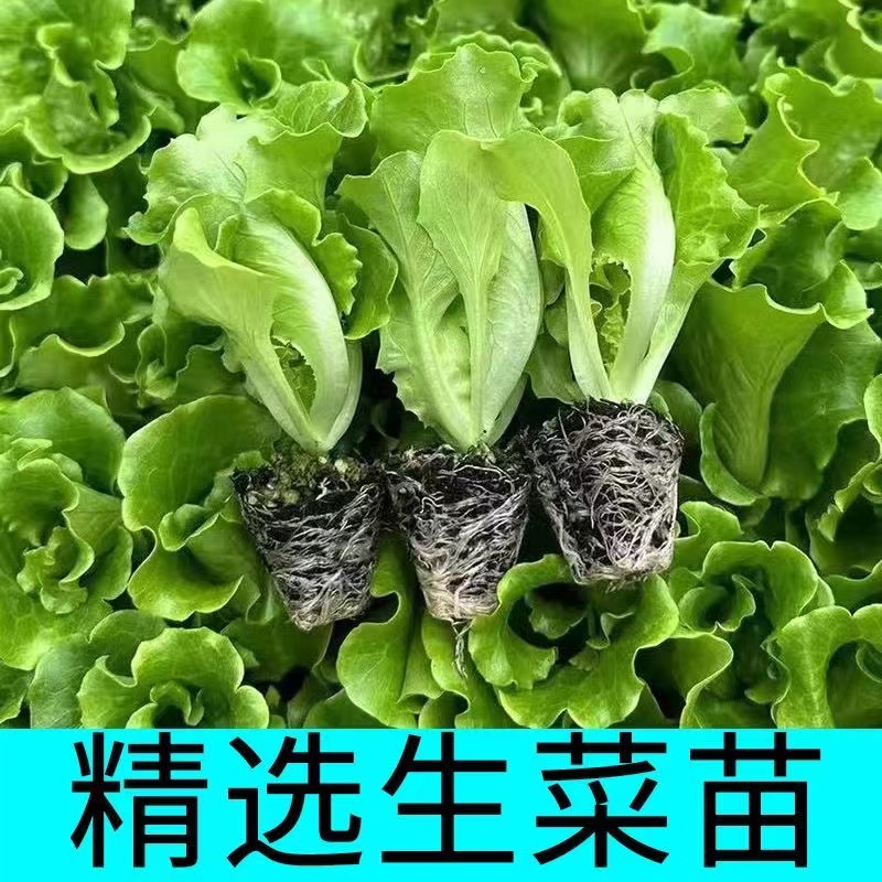 大叶生菜秧苗可生吃四季高产