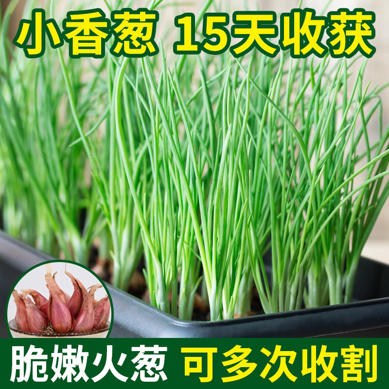火葱头种籽小葱种孑四季小香葱红葱种子根苗大葱种头阳台蔬菜盆栽