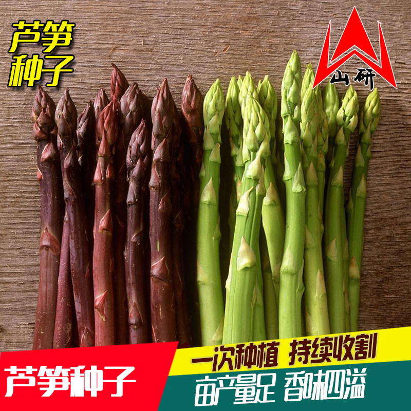 芦笋种孑苗根带土种子盆栽紫色高产根苗多年生阳台四季种植蔬菜