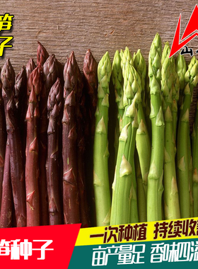 芦笋种孑苗根带土种子盆栽紫色高产根苗多年生阳台四季种植蔬菜