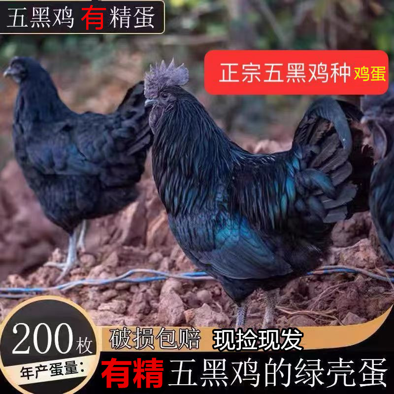 农家散养五黑乌鸡蛋受有精蛋乌鸡种鸡蛋农家绿壳鸡蛋现捡现发包邮