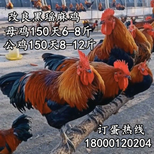 黑瑶鸡种蛋受精蛋青脚麻鸡红毛公鸡红瑶土鸡蛋50枚包邮