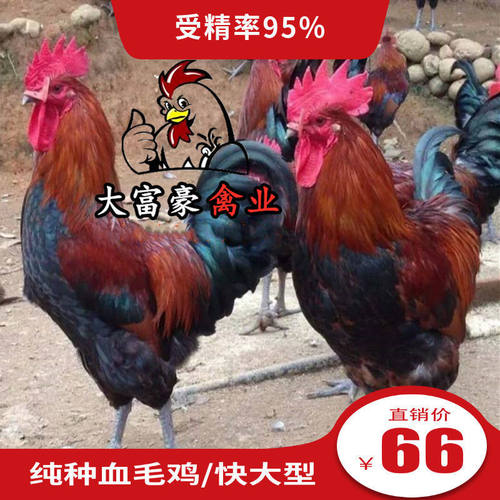 血毛鸡受精蛋孵化种蛋纯种青脚小鸡散养土鸡蛋笨鸡蛋现捡30枚包邮