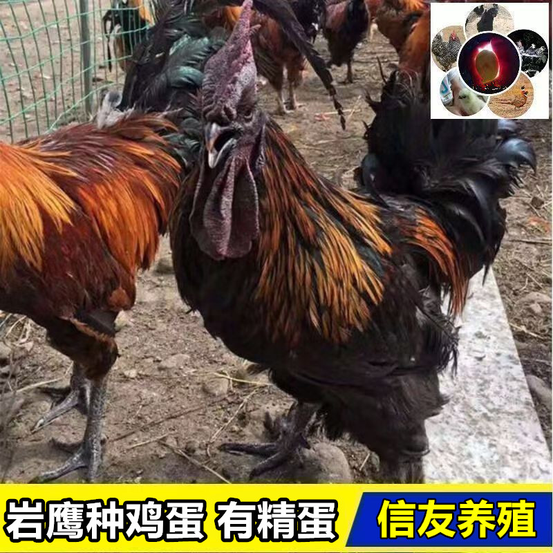鲜蛋凉山岩鹰鸡种鸡蛋受有精蛋高脚彝家土鸡高毛脚鸡蛋10枚起包邮