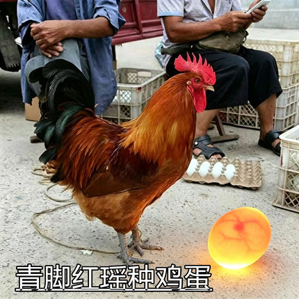 红瑶鸡种鸡蛋受有精蛋青脚土鸡散养鸡种鸡蛋现捡现发新鲜破损包赔
