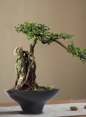 黑色器皿专用陶瓷花盆铜钱草创意摆件微水培苔藓景观蕨类植物无孔