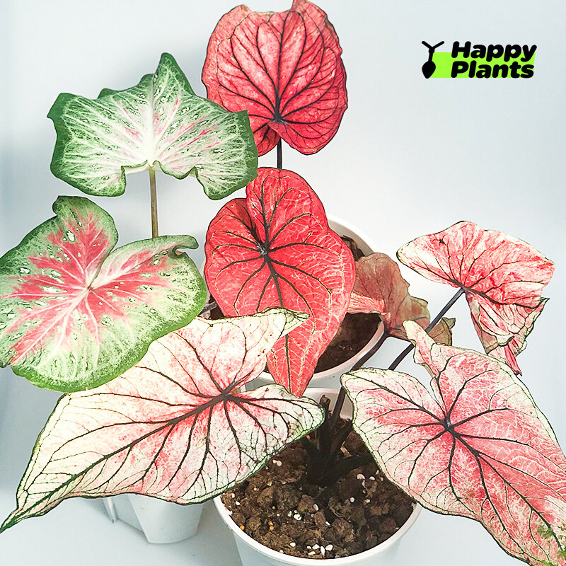 快乐植物彩叶芋白色恋人粉色和声沙漠落日粉色飞溅胡椒薄荷网红