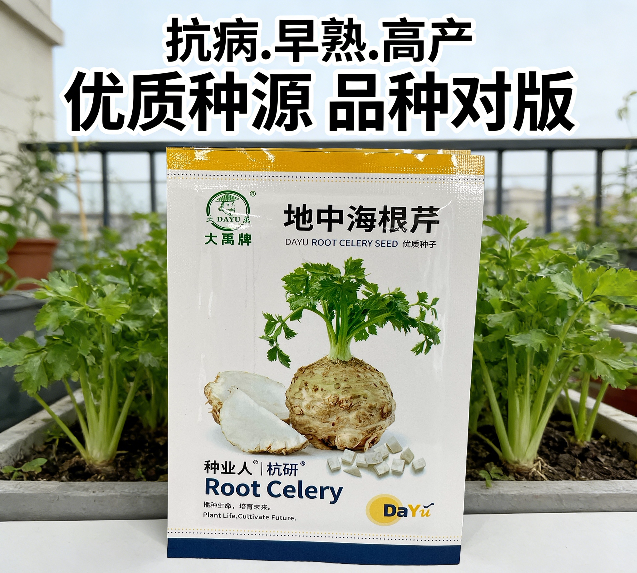大禹牌地中海根芹种子抗病早熟高产优质种源品种对版蔬菜种子,农用物资,蔬菜种子/种苗,淘宝优惠券,粉丝福利购,淘宝优惠卷