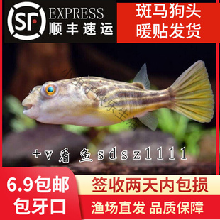 斑马河豚鱼宠物热带观赏鱼淡水精品斑马狗头毛毛狗头鱼苗活体包损