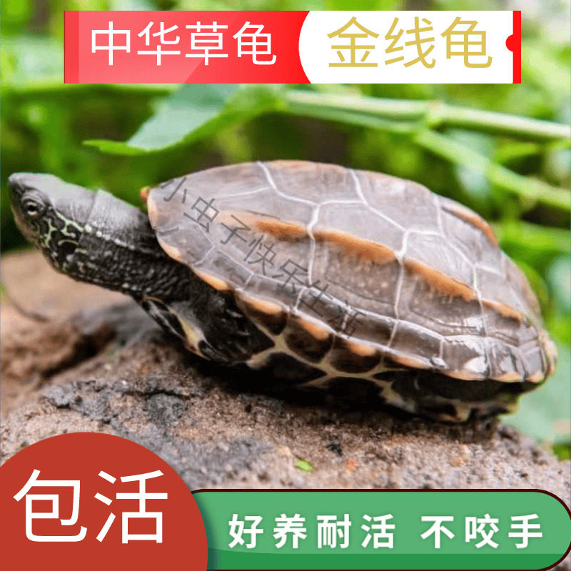 中华草龟小乌龟活物好养龟苗外塘龟宠物水龟金线龟墨龟可孵化动物