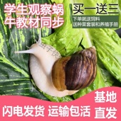 大蜗牛活体宠物白玉蜗牛套装 食用蜗牛观察小蜗牛学生科学实验蜗牛