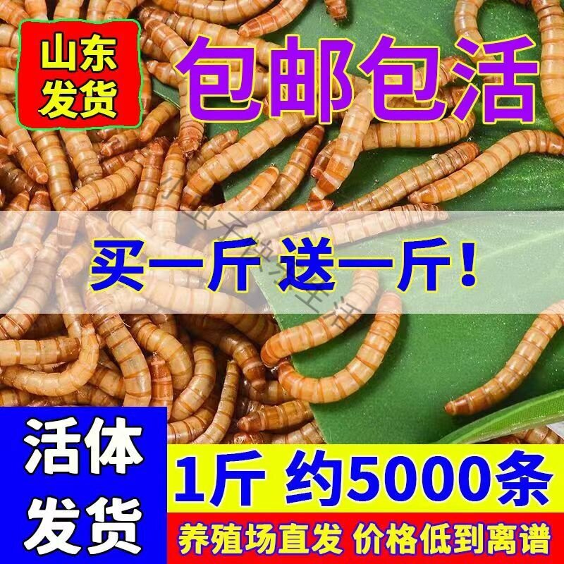 面包虫活体 黄粉虫活虫 鹦鹉鱼 金龙鱼 乌龟 画眉鸟石蛙饲料包邮