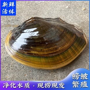 河蚌特大圆顶鲜活体可食用观赏宠物净化水质大河巴壳子贝鳑鲏繁殖