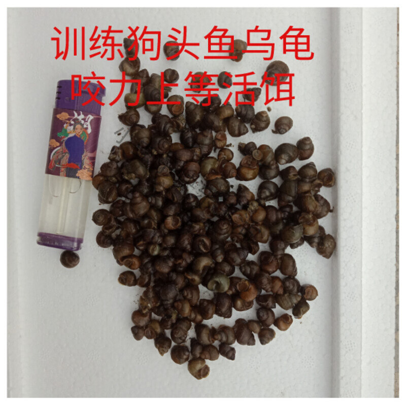 狗头鱼饲料乌龟饲料螺钓鱼脆螺活体鲜活活饵鱼缸除藻小石螺小田螺