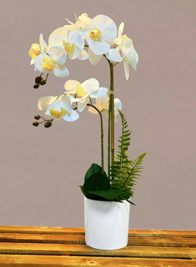 仿真花蝴蝶兰手感假花盆