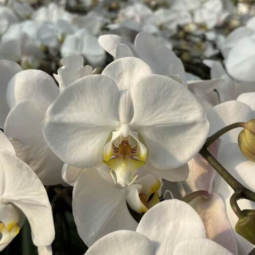 （V3大白）白色系高货蝴蝶兰第三名鲜花摆设高端花卉