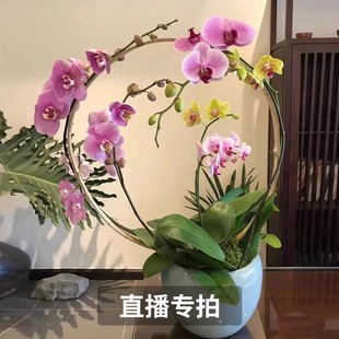 简香花卉鲜花基地直播间蝴蝶兰盆栽带花苞绿植室内盆栽四季 好养