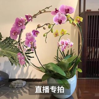 简香花卉鲜花基地直播间 蝴蝶兰盆栽带花苞绿植室内盆栽四季好养