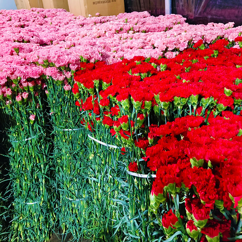 母亲节康乃馨玫瑰香水百合向日葵混搭鲜花束速递同城云南基地直发-封面