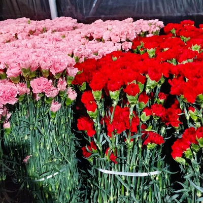 母亲节康乃馨鲜花花束