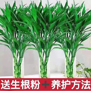 富贵竹水培植物水养水竹客厅室内绿萝金钱招财树转运盆栽绿植花卉
