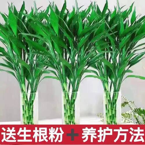 富贵平安竹招财批发特价绿植