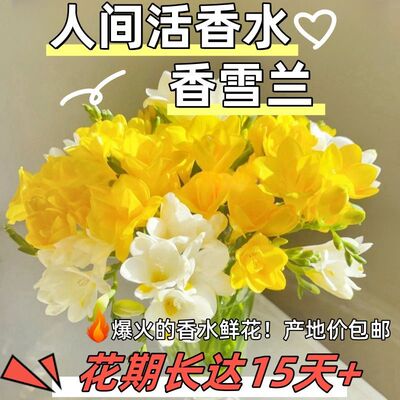 香雪鲜花小苍兰香味水养基地鲜切花云南客厅直发办公室水培插花