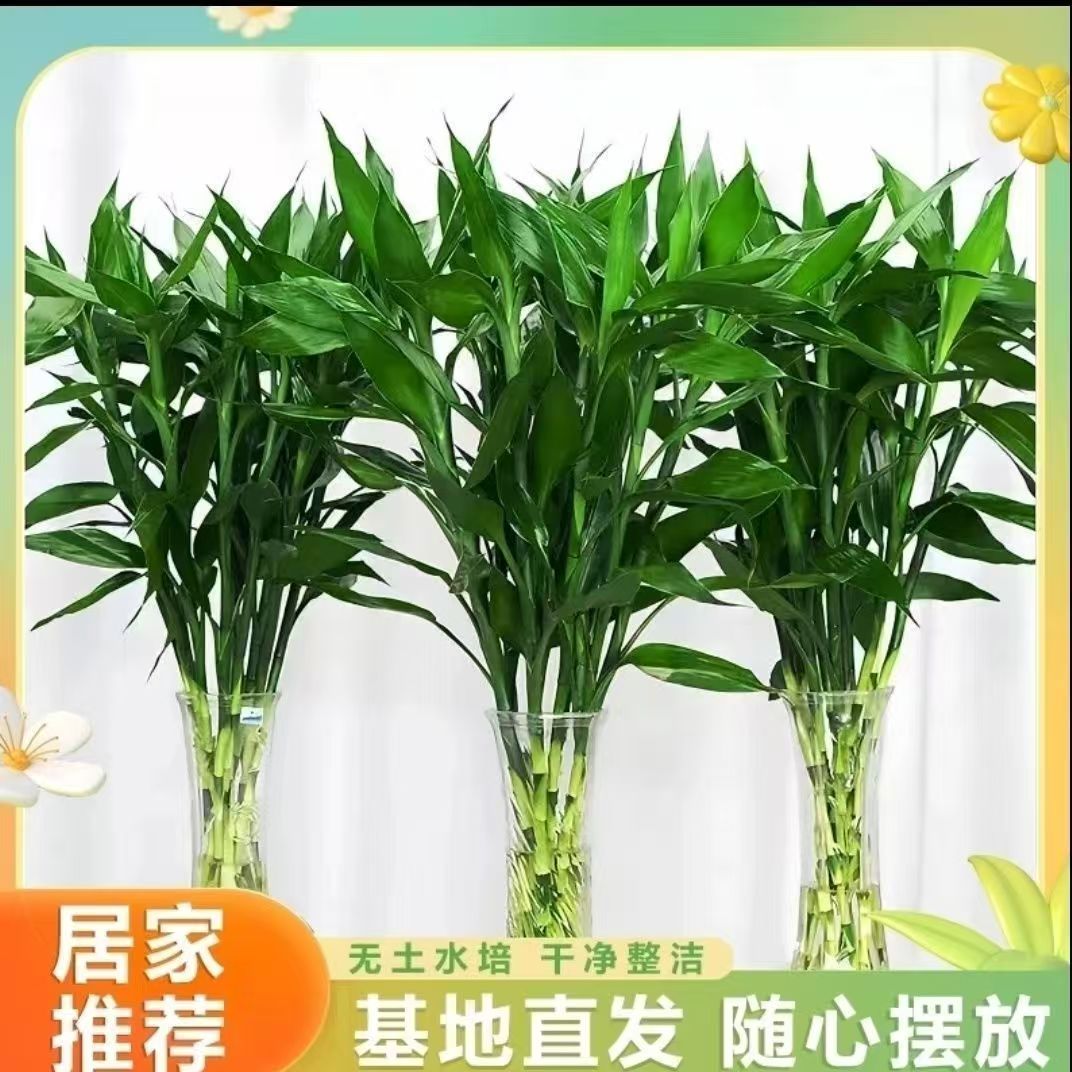 【平安富贵竹】富贵竹水培水养绿植客厅室内吉祥招财转运绿竹