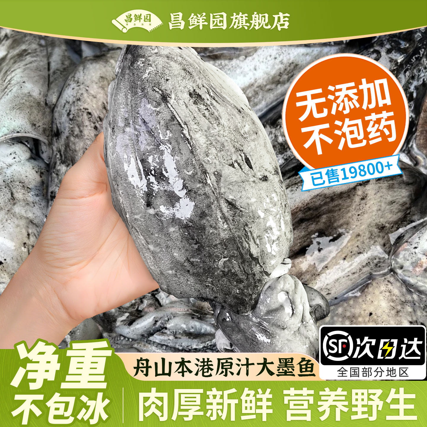 真正舟山大墨鱼新鲜墨鱼超大号冷冻生鲜海鲜鲜活冷冻水产乌贼目鱼