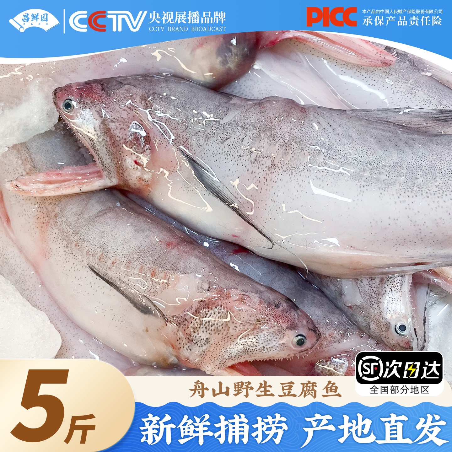 舟山龙头鱼新鲜野生豆腐鱼鲜活九肚鱼冷冻丝丁鱼水潺海鲜水产顺丰