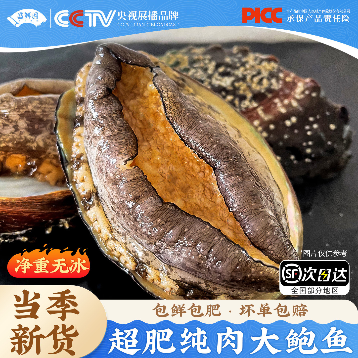 新鲜鲍鱼鲜活冷冻特大海鲜水产非即食鲍鱼罐头鲍汁捞饭小鲍鱼批发