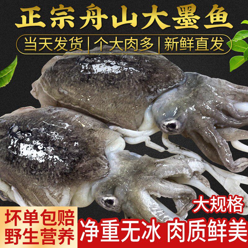 昌鲜园墨鱼鲜活冷冻舟山大墨鱼新鲜野生墨鱼仔东海水产鲜乌贼2斤