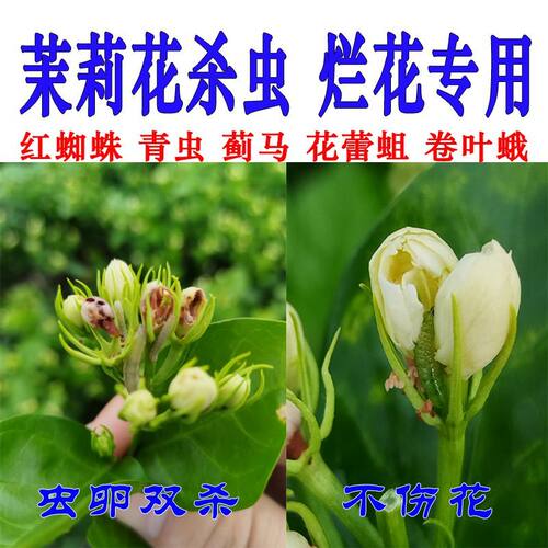 茉莉花打虫药花蕾蛆红蜘蛛蓟马