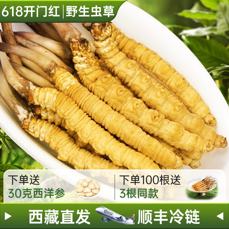 【新鲜虫草】西藏那曲野生新鲜冬虫夏草旗舰店正品头期虫草0.8克