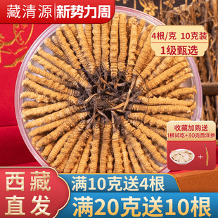 40根10克头期虫草50克礼盒装 冬虫夏草官方旗舰店正品 新势力周