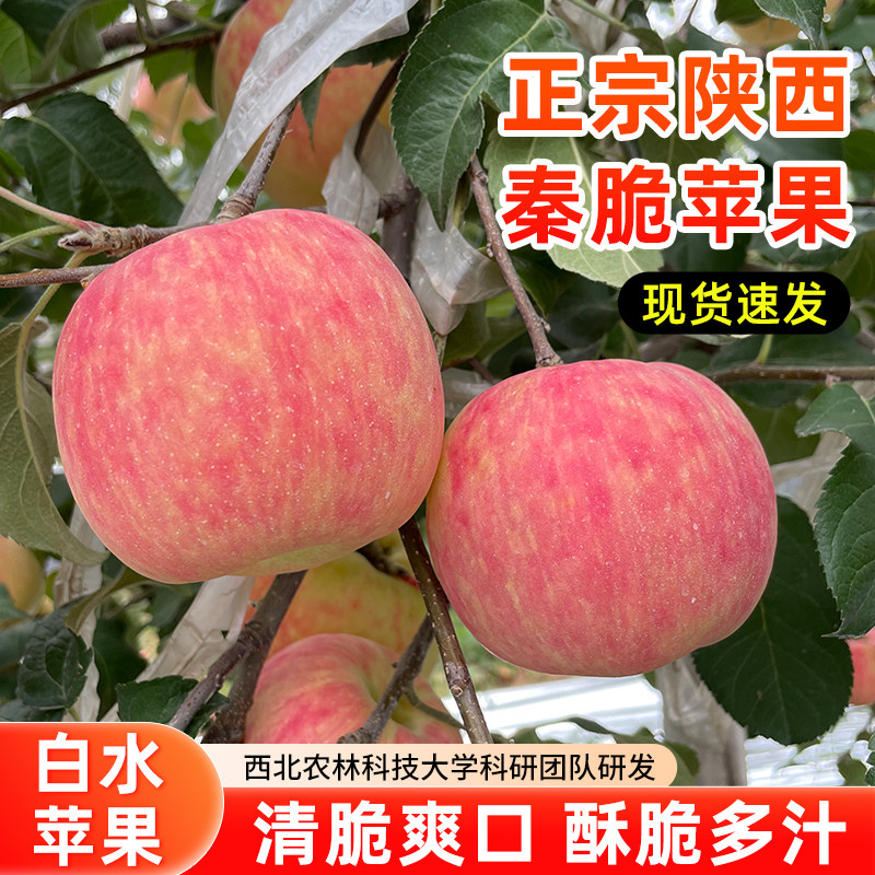 脆甜陕西秦脆苹果嘎嘎脆