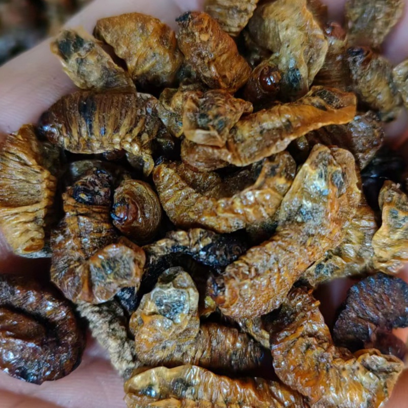 地蚕 白土蚕老母虫核桃虫 昆虫类中药材蛴螬 各种冷背代打