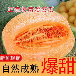海南哈密瓜海南哈密瓜正宗薄皮冰淇淋特產(chǎn)