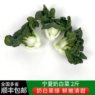 新鲜宁夏奶白菜2斤 矮脚奶白菜蔬菜 牛奶白菜 奶油白菜 顺丰包邮